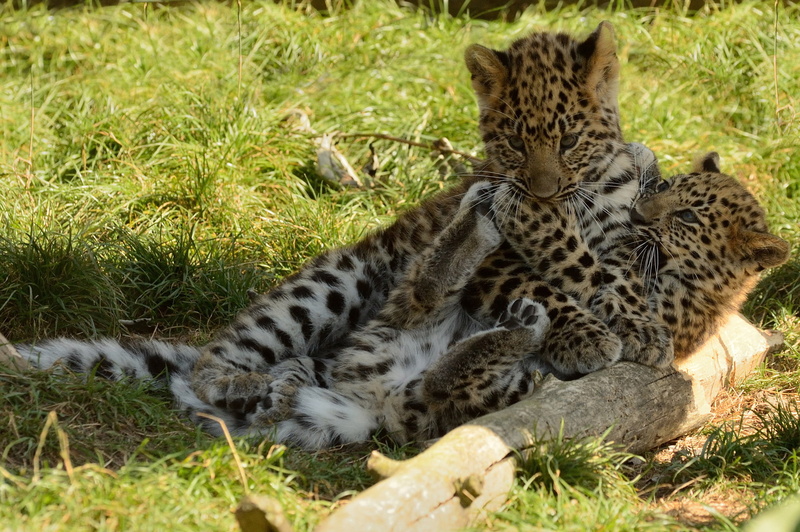 kittens, 1080P, the baby leopard, the game