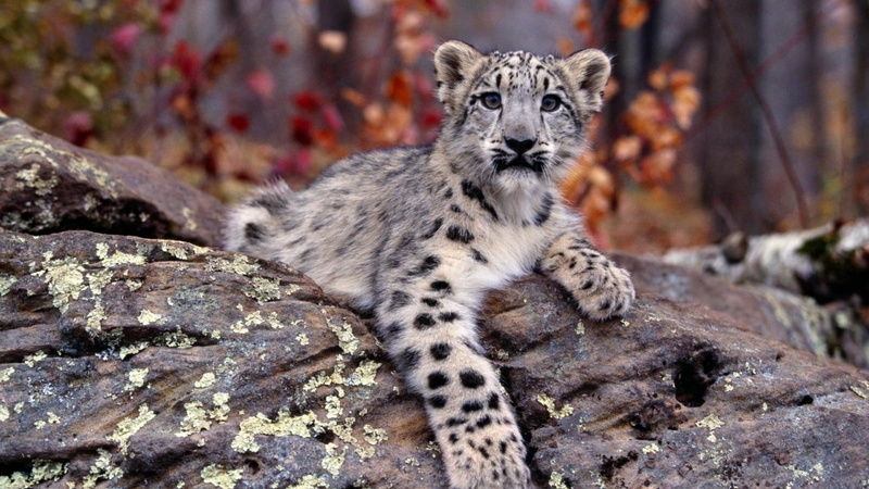 1080P, mammal, animals, rock, no people, day, looking at camera, outdoors, portrait, one animal, focus on foreground, big cat, nature, solid, animal hair