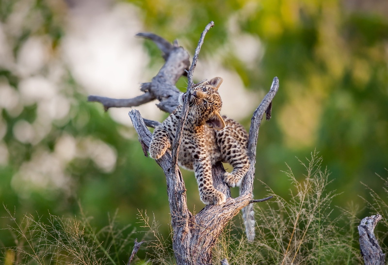 Leopard, Big Cat, 1080P, Baby Animal, Depth Of Field, Wildlife, Cub, Cats