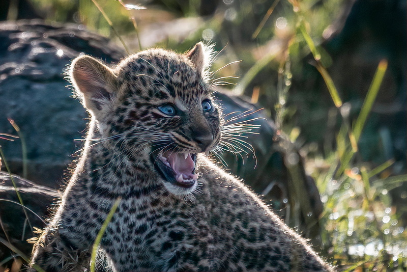 leopard (animal), 1080P, baby animals, mammals, big cats, animals, leopard