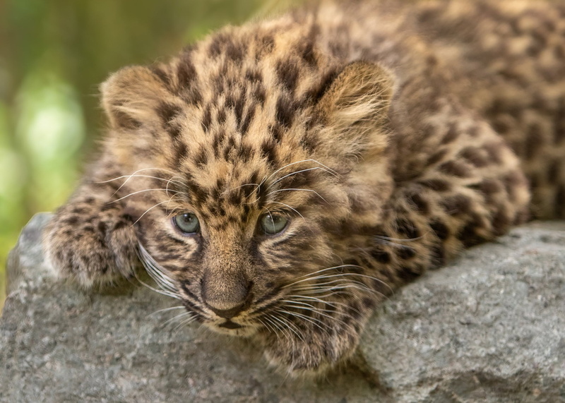 animals, 1080P, cats, baby animals, leopard (animal), mammals