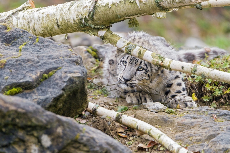 wild, day, animal themes, animals in the wild, snow, solid, animal wildlife, tree, Cub, 1080P, nature, mammal, big cat, selective focus, Kitten, one animal