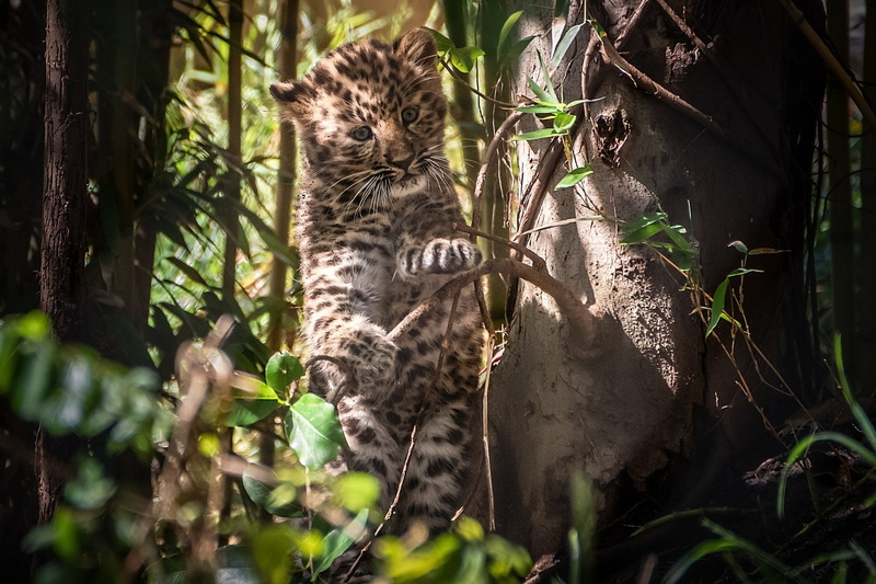 Wildlife, 1080P, Cats, Baby Animal, Big Cat, Leopard, Cub