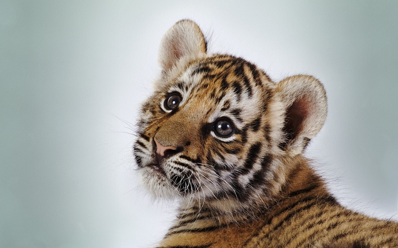 animals, cat, baby animals, tiger, wild cat, 1080P, simple background