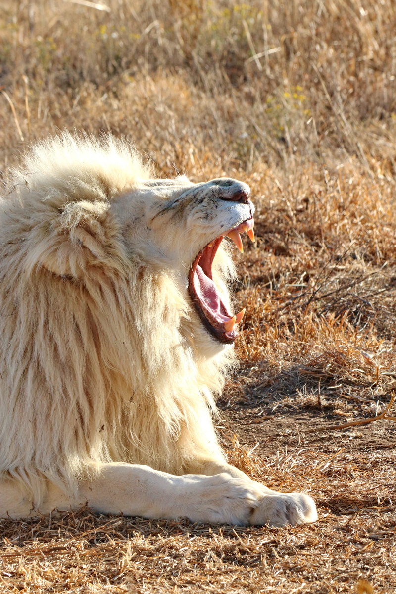 zoo, sitting, lion, day, side view, mouth, big cat, brown, land, portrait, animal wildlife, white, animal themes, young, looking away, king, safari, focus on foreground
