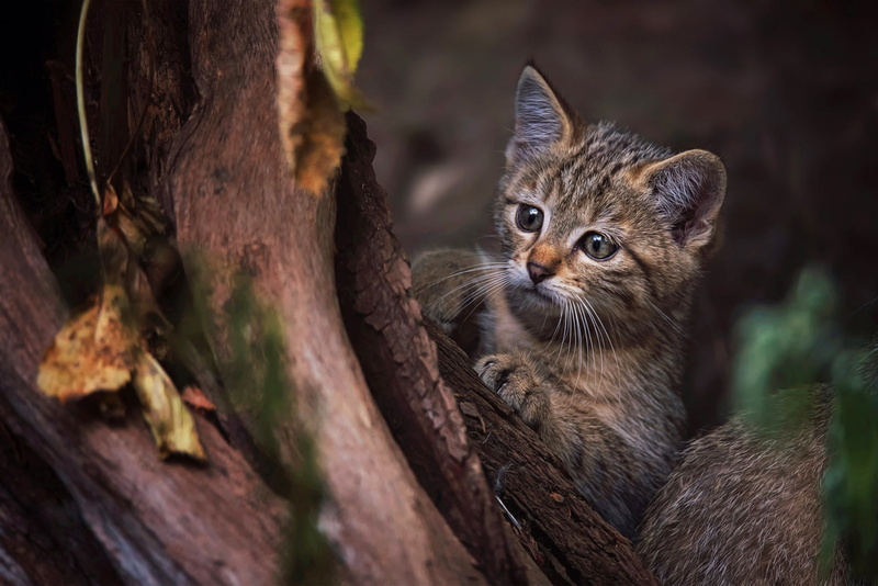 trunk, wild, the dark background, baby, legs, look, 1080P, wildcat, kitty, cat, face, European, leaves, pose, nature, bark, tree, forest