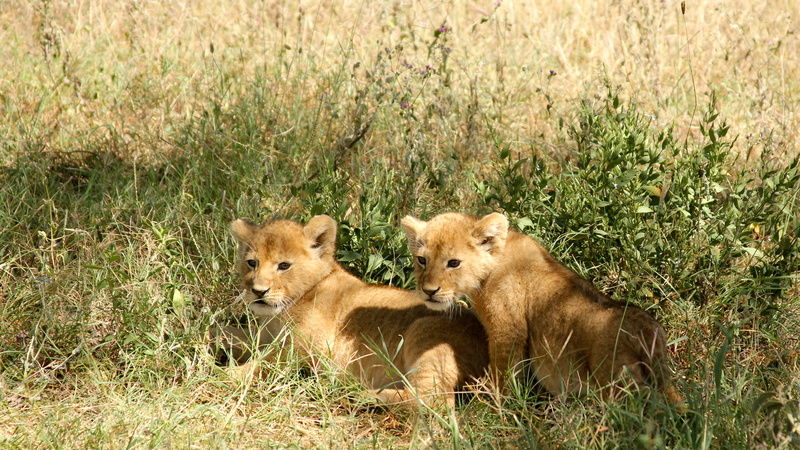 cubs, animals in the wild, felino, sábana, grass, grasses, two animals, lion, nature, group of animals, plant, lioness, savannah, cria, natura, animal