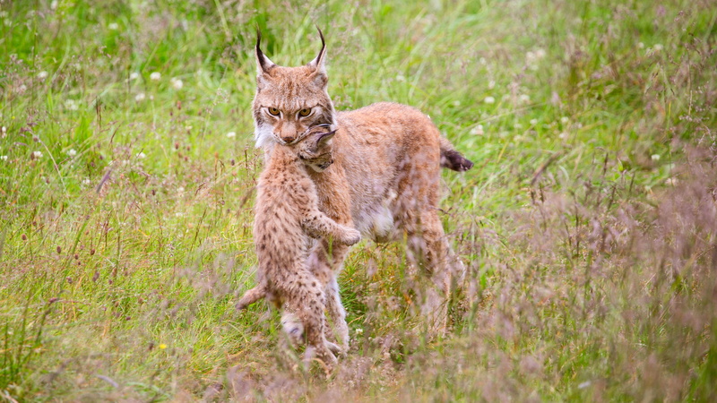wild animals, cub, wildlife, mom, domestic animals, big cat, animal wildlife, animal family, two animals, mother, 4K, baby, animals in the wild, young animal