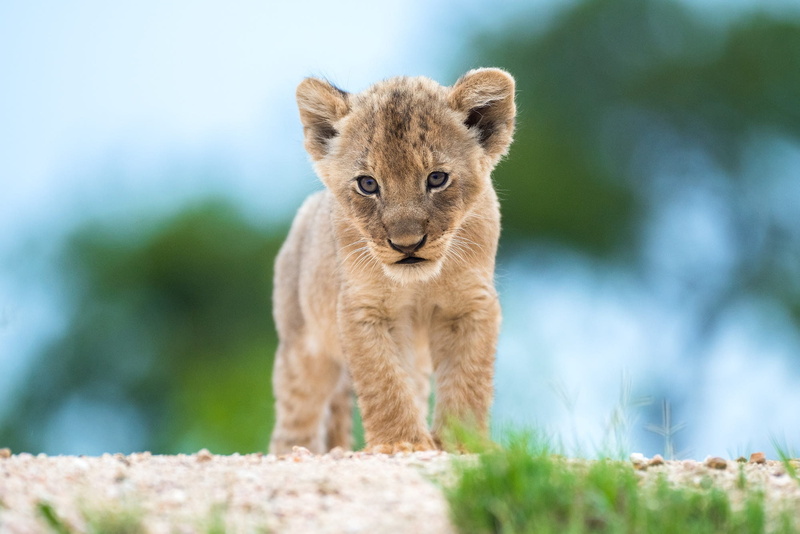 blue, cub, pose, grass, 1080P, wild cat, baby, background, Leo, bokeh, lion, face, look