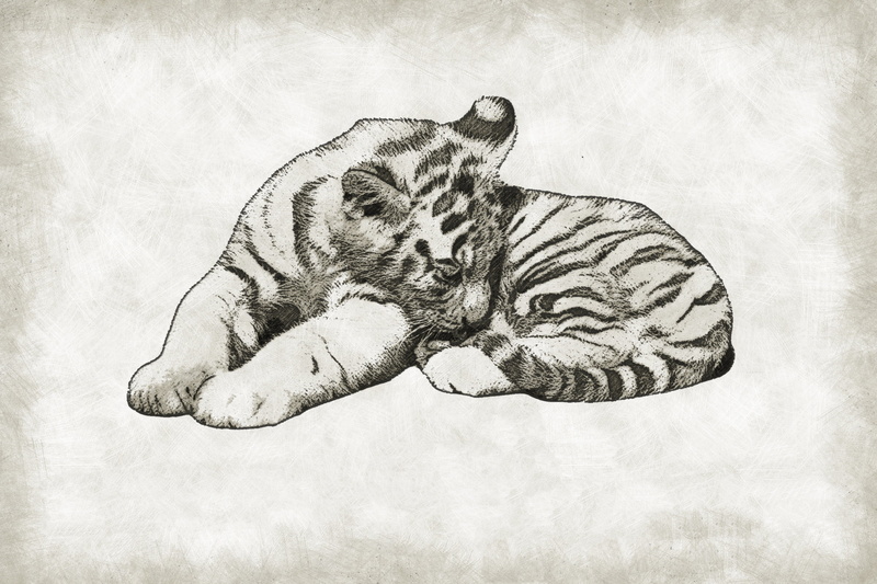 wildlife, indoors, studio shot, baby, nature, sketch, animal, auto post production filter, animal body part, textured effect, textured, one animal, predator