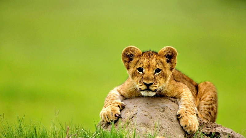 mammal, lion - feline, wild cat, big cat, undomesticated cat, outdoors, grass, 1080P, day, animal, cub, animals in the wild, no people, vertebrate, wild