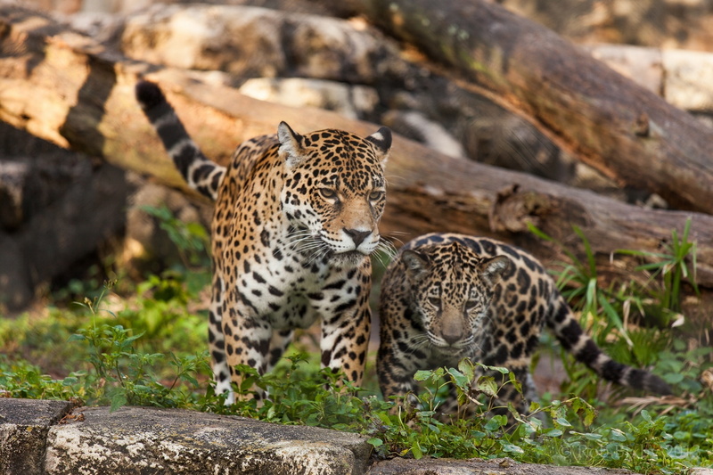 mom, couple, wild, baby, family, 1080P, cats, jaguar