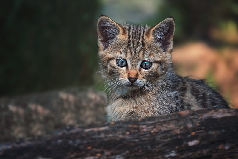 1080P, kitty, wild, cat, European, log, baby, look, background, forest, wildcat, pose, face