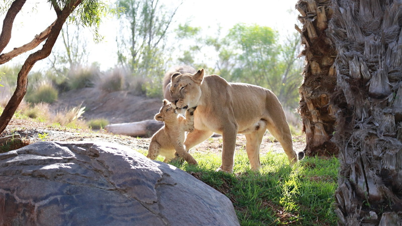 cub, lions, lioness, one animal, outdoors, lion, pets, predators, 1080P, animals in the wild, herbivorous, mammal, pair, tree trunk, tree, no people, family