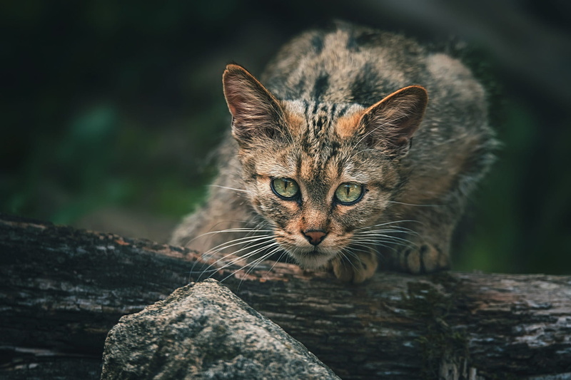wild, pose, forest, grey, the dark background, 1080P, striped, European, tree, kitty, baby, cat, nature, wildcat, look, log, face