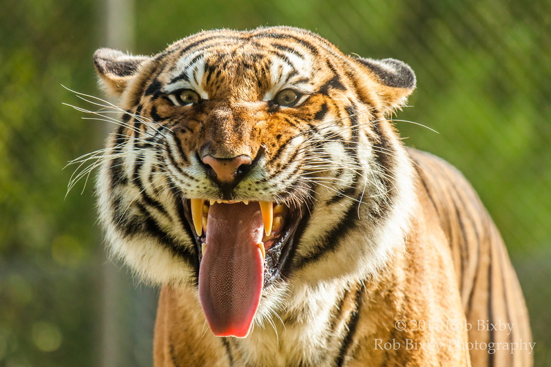focus, shallow focus, lemur, wildlife, jaguar, 2K, mammal, roaring, animals, bonobo, birds, nature, striped, tiger, big Cat, Jacksonville zoo, feline