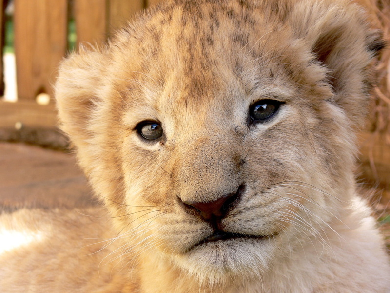 selective, animal, looking at camera, no people, domestic animals, nature, big Cat, one animal, focus, animal body part, golden, animal head, fur, animals in the wild