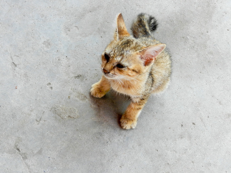 gray, animal, rodent, outdoors, cay, cat, looking, animal wildlife, wild, stray, baby, vertebrate, no people, species, 2K, domestic cat, domestic animals
