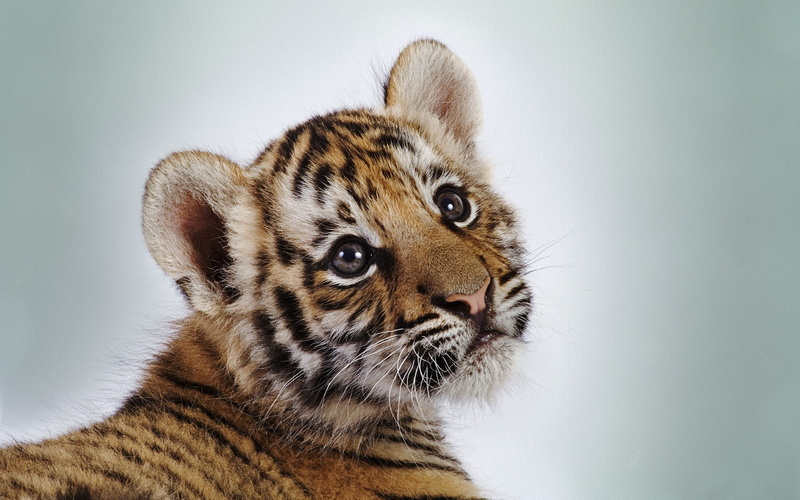 big cat, no people, animal head, cat, studio shot, animal body part, indoors, animal, whisker, pets, portrait, 1080P, animals baby animals cat tiger simple background wild cat