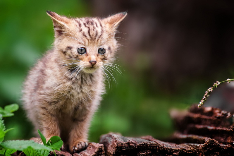 forest, gray, kitten, cat, wild, baby, 1080P