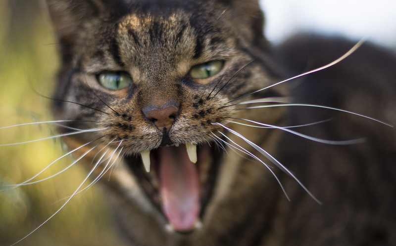 portrait, wild, teeth, eye, animal, vertebrate, tiger, aggression, animal teeth, domestic, focus on foreground, animal eye, animal head, cat, gothenburg