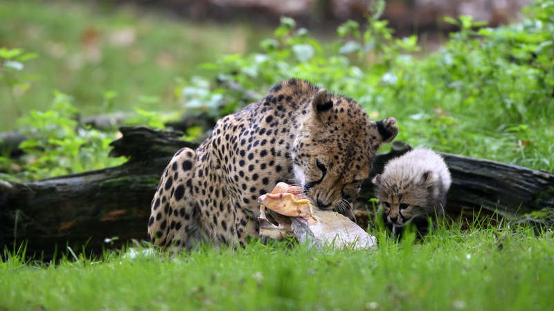 background, Cheetah, pose, meal, grass, two, mom, 4K, baby, greens, cheetahs, look, log, lies, wild cats, face, lunch, meat, kitty, muzzle, cub, leaves