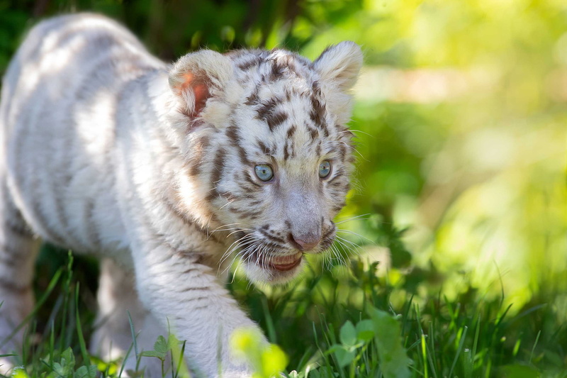 Svetlana Pisareva, white tiger, wild cat, kitty, tiger, baby, grass, cub, 2K