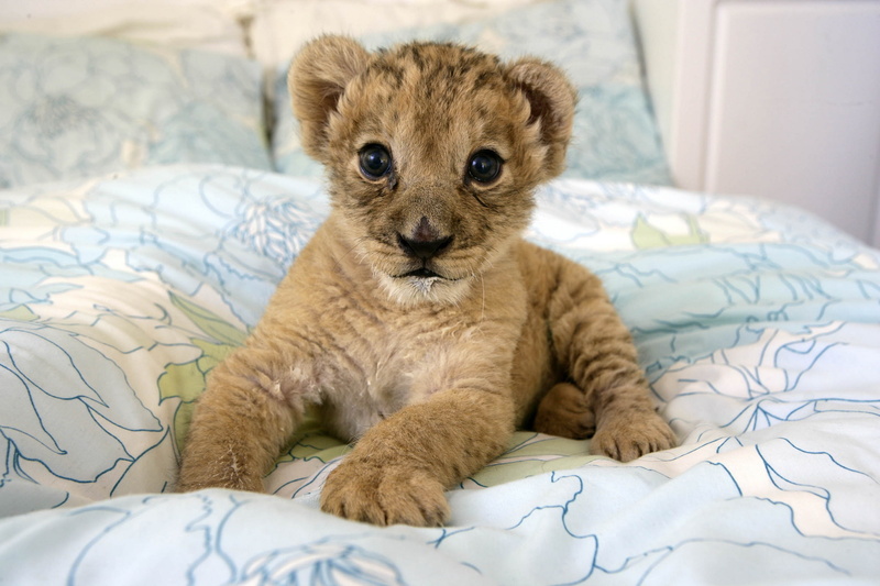 wild cats, kitty, lion, baby, 2K, predator, cub