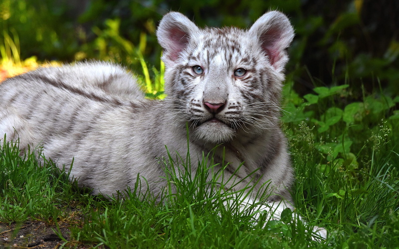 background, white, cat, face, 2K, grass, baby, greens, wild cats, lies, nature, cub, tiger