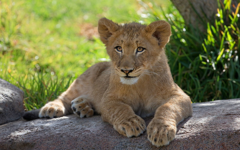 summer, paws, look, grass, the expression, positive, cub, pose, stones, kitty, smile, background, lies, 1080P, baby, nature, lion, face, wild cat