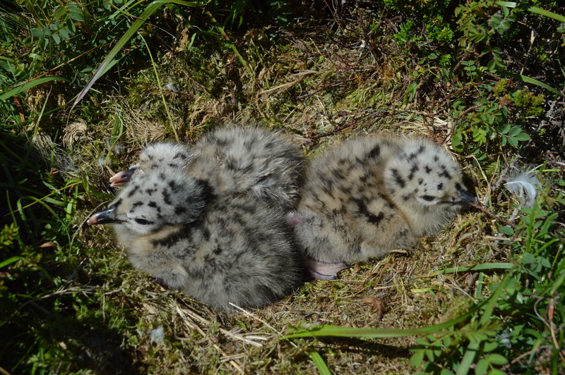 nest, animals In The Wild, animal, relaxation, vertebrate, wildlife, grass, seagull, carnivore, litter, outdoors, young animal, three, animal themes, 5K