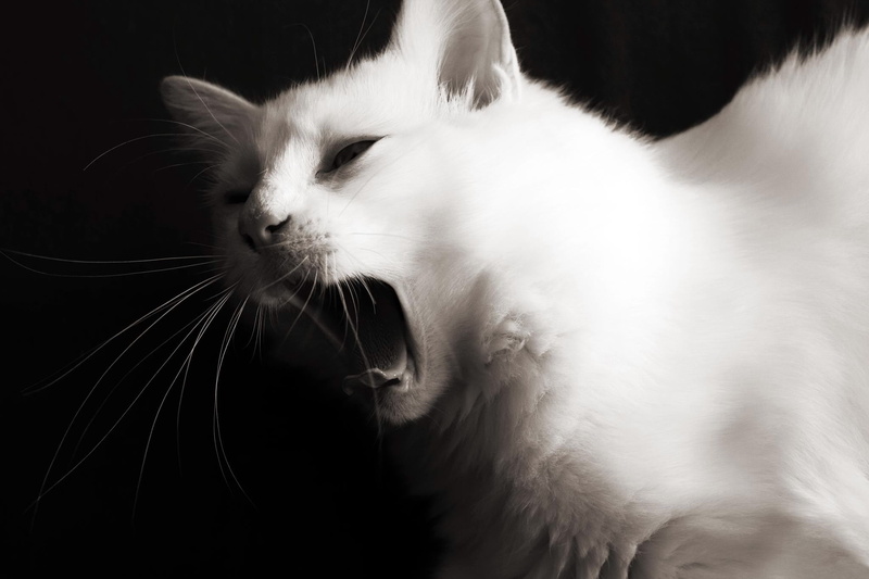 young Animal, animal Head, whisker, animal themes, mammal, white color, gray, short, black Color, meow, black, color, coated, fur, jaws, studio shot, vertebrate