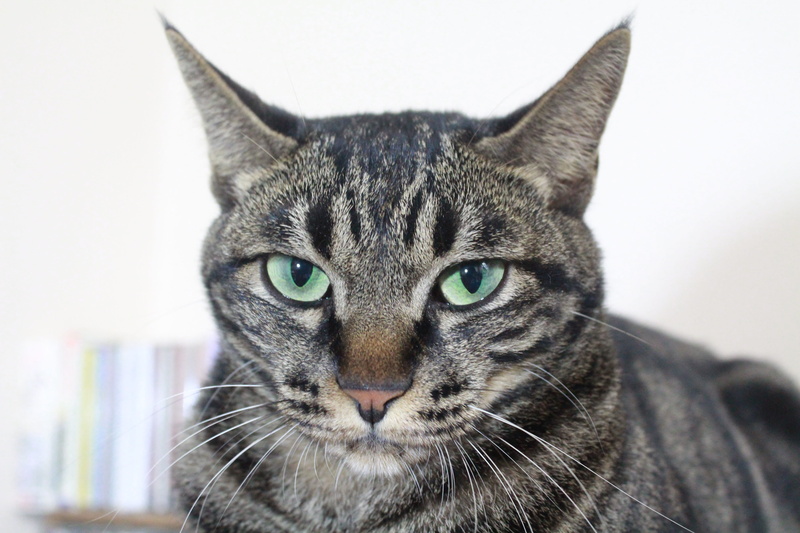 gel reviews, arrogant, cat, 5K, domestic cat, domestic animals, tabby, mammal, no people, whisker, close-up, meow, vertebrate, indoors, Meow Meow, Reviews