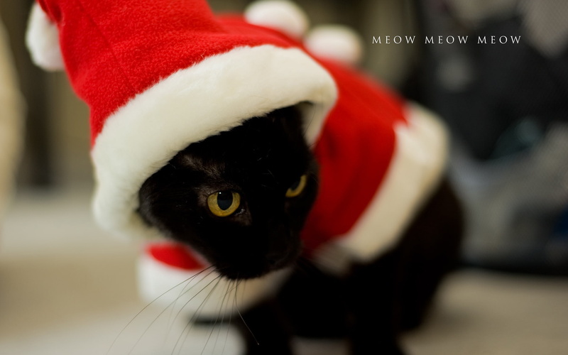 meow, animals, cat, hd, 1080P, christmas
