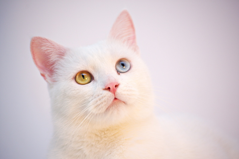 sitting, red, fluffy, studio shot, room, turkish, eye, portrait, looking, eyes, cute, furniture, angora, meow, background, spring, people, domestic cat