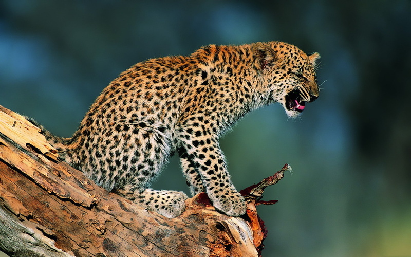 discontent, sunlight, kitten, resentment, baby, Leopard, 1080P, snag, protest