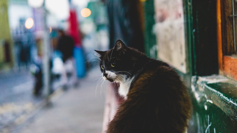portrait, close-up, animal themes, sitting, domestic cat, 5K, focus on foreground, one animal, domestic, domestic animals, vertebrate, meow, pets, cat