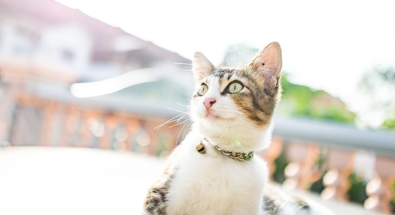 whisker, no people, animal, cat, mammal, pet, eyes, portrait, 5K, kitty, cute, day, domestic, meow, focus on foreground, looking away, looking, vertebrate