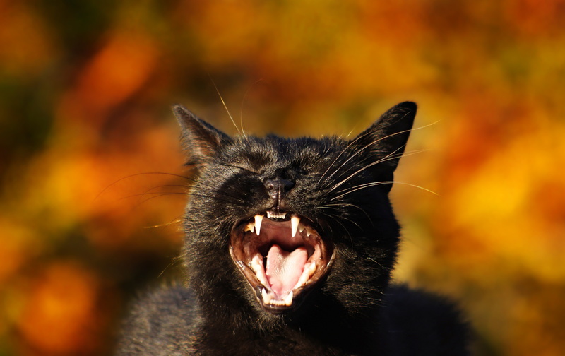face, mouth, cat, black cat, background, 4K, fangs, bokeh, Meow!