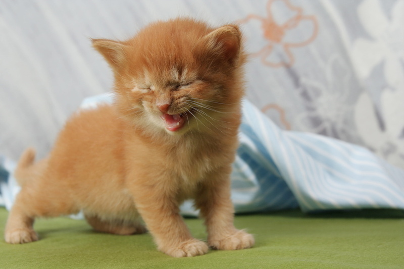 one animal, vertebrate, persian cat, portrait, domestic animals, domestic, animal themes, young animal, pets, ginger cat, kitten, feline, 2K, tabby, laugh