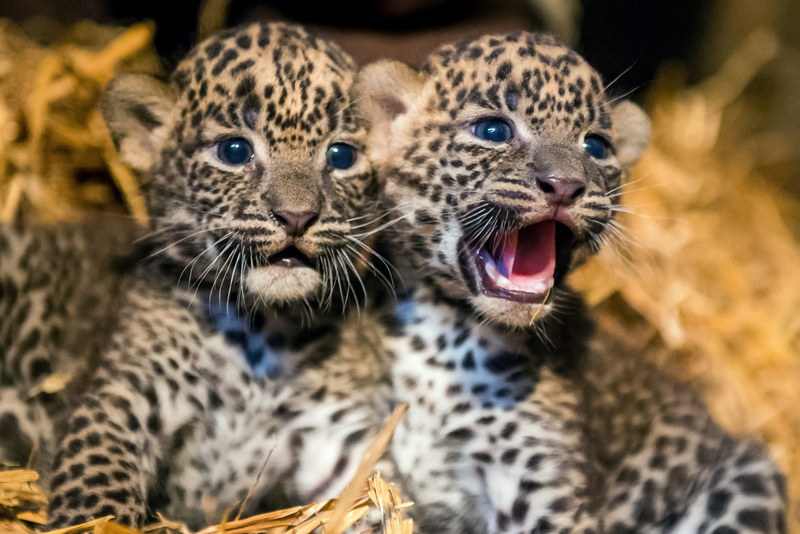 Animal, Cats, 1080P, Leopard, Baby Animal, Cub