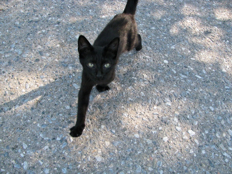 high angle view, domestic animals, little, domestic, cat, pets, kitten, shadow, black color, animal, one animal, cute, meowing, sweet, domestic cat, whisker