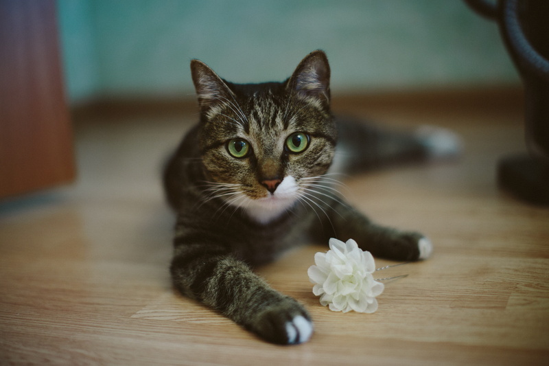 domestic animals, sitting, feline, cats, animal, cat, portrait, 5K, domestic cat, one animal, no people, whisker, kitten, flooring, domestic, focus on foreground