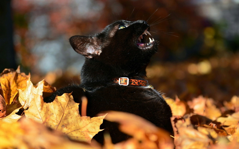 1080P, meows, blur bokeh, autumn leaves, black cat