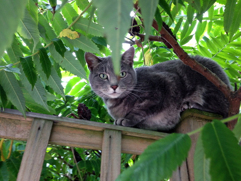 2K, looking at camera, one animal, portrait, domestic cat, green color, leaf, predator, mammal, tabby, plant part, vertebrate, pets, animal themes, feline