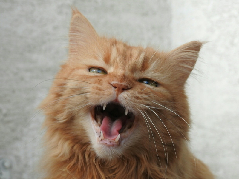 feline, domestic cat, animal body part, animal, mouth open, domestic, orange, animal mouth, mammal, red mackerel tabby, animal themes, ginger cat, one animal