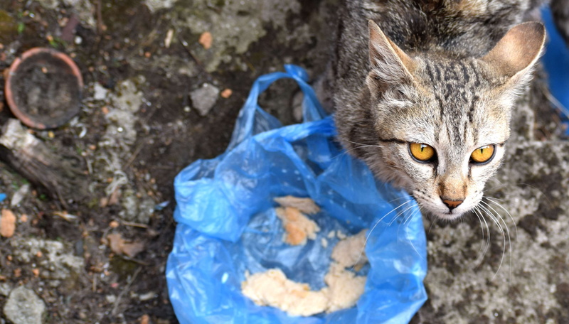 food, pet, animal body part, looking at camera, no people, animal head, tiger, vertebrate, animal themes, pets, leopard, nature, mammal, cat, meow, domestic animals