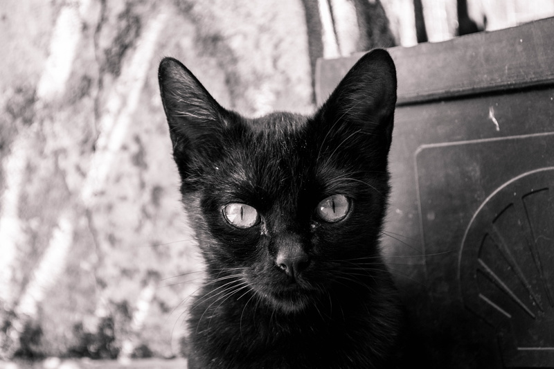 feline, black color, cute, black cat, cat, kitten, domestic cat, meow, gato, domestic animals, felino, focus on foreground, animal eye, animal body part