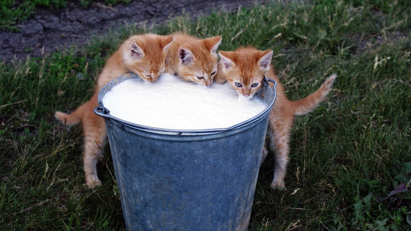 orange, green Color, drinking, front or Back Yard, feline, DELICIOUS, formal Garden, MEOW), RED, cat, small, mammal, animal, pets, cute, GRASS, young Animal
