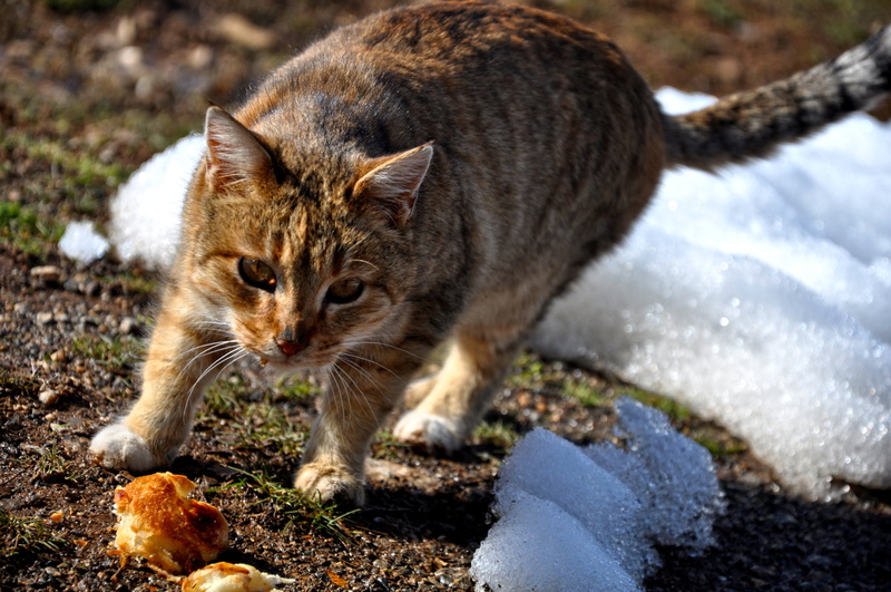 animals, close-up, vertebrate, no people, day, feline, meow, nature, domestic, hungry, animal themes, aggression, domestic Cat, domestic animals, kitten